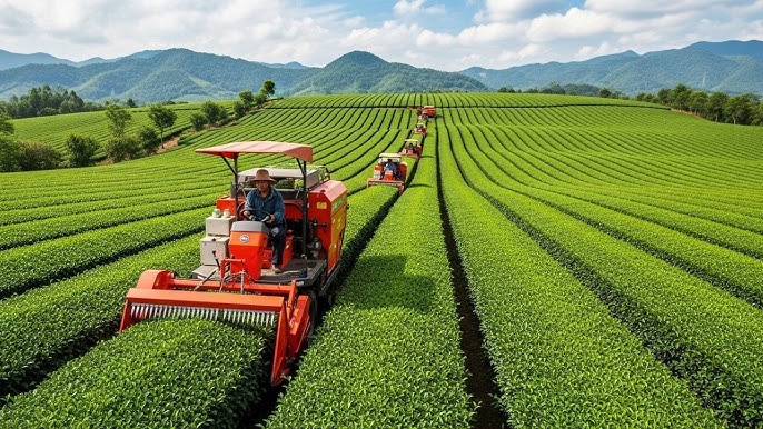 野菜収穫機
